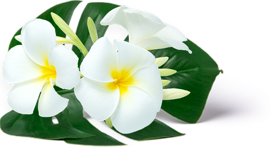 LIOPA - Cung cấp mỹ phẩm tốt nhất đến người tiêu dùng Việt Nam